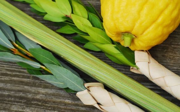 Explore books for Sukkot about Jewish wisdom, nature, food, fermentation and sustainability